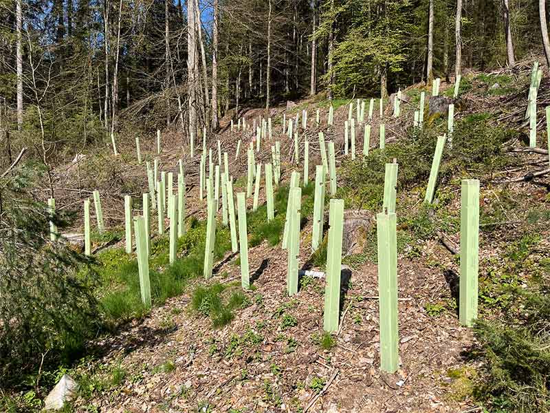 Die neu gepflanzten Baumarten sollen das Gebiet rund um Carlsberg wieder neu beleben und die Artenvielfalt fördern.